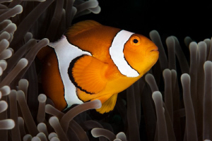 Anemone Fish at Tulamben Bali, Canon 20D 100mm Macro by Mick Tait 
